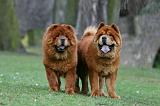 CHOW CHOW 742